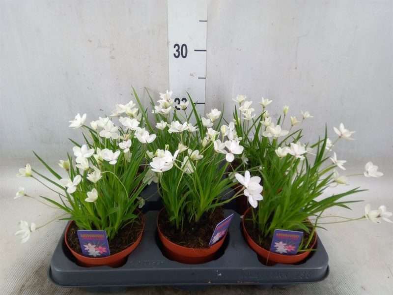Rhodohypoxis- Kaffercsillag (Twinkle Stars White) 12/15cm