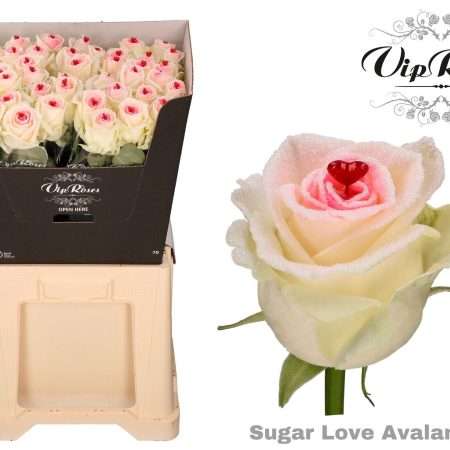 Szív Rózsa (Vip Roses- Rózsaszín-Fehér) 70cm