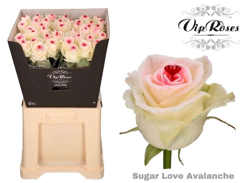 Szív Rózsa (Vip Roses- Rózsaszín-Fehér) 70cm