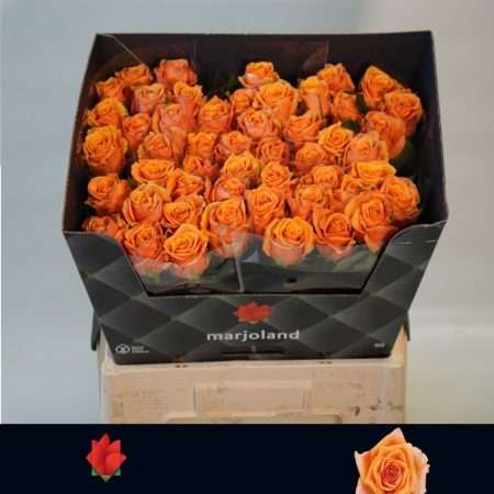 Narancs Rózsa (Firelight) 60cm