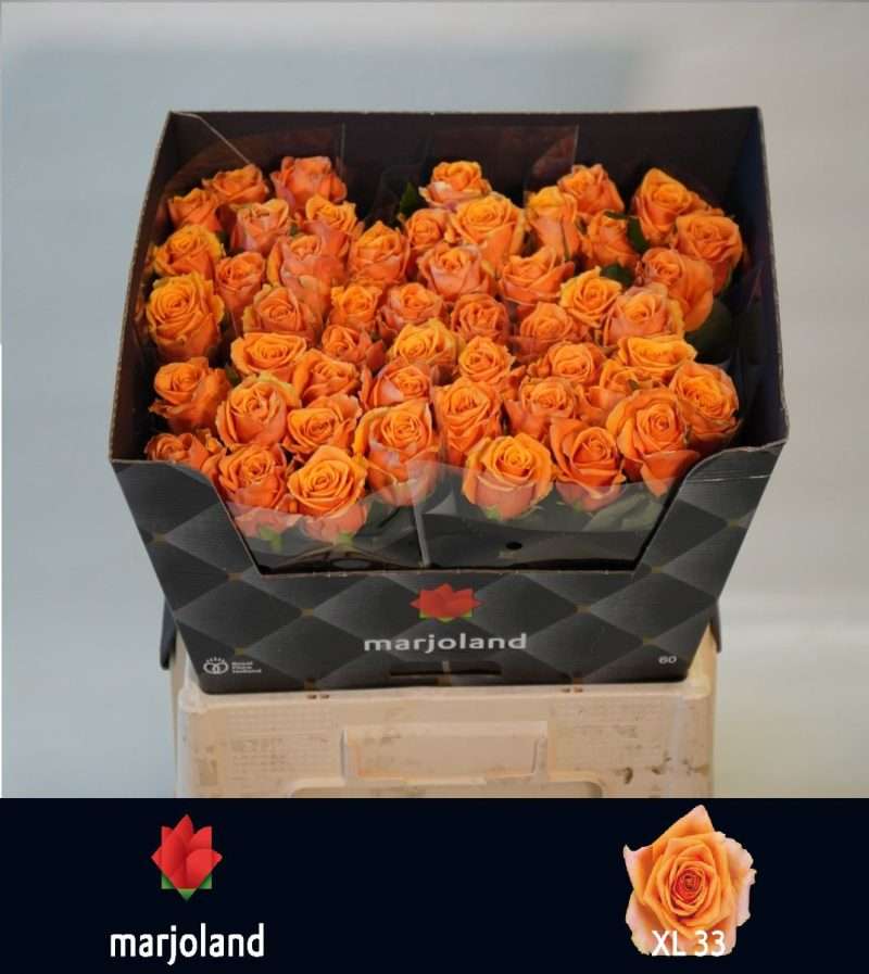 Narancs Rózsa (Firelight) 60cm