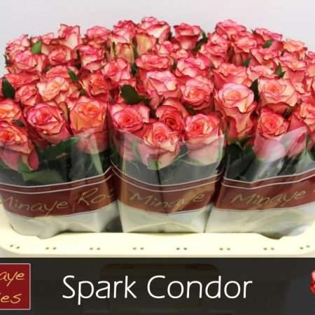 Vörös/fehér Rózsa (Spark Condor) 60 cm