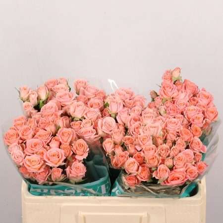Korall Spray Rózsa (Elegant Rosever) 50cm