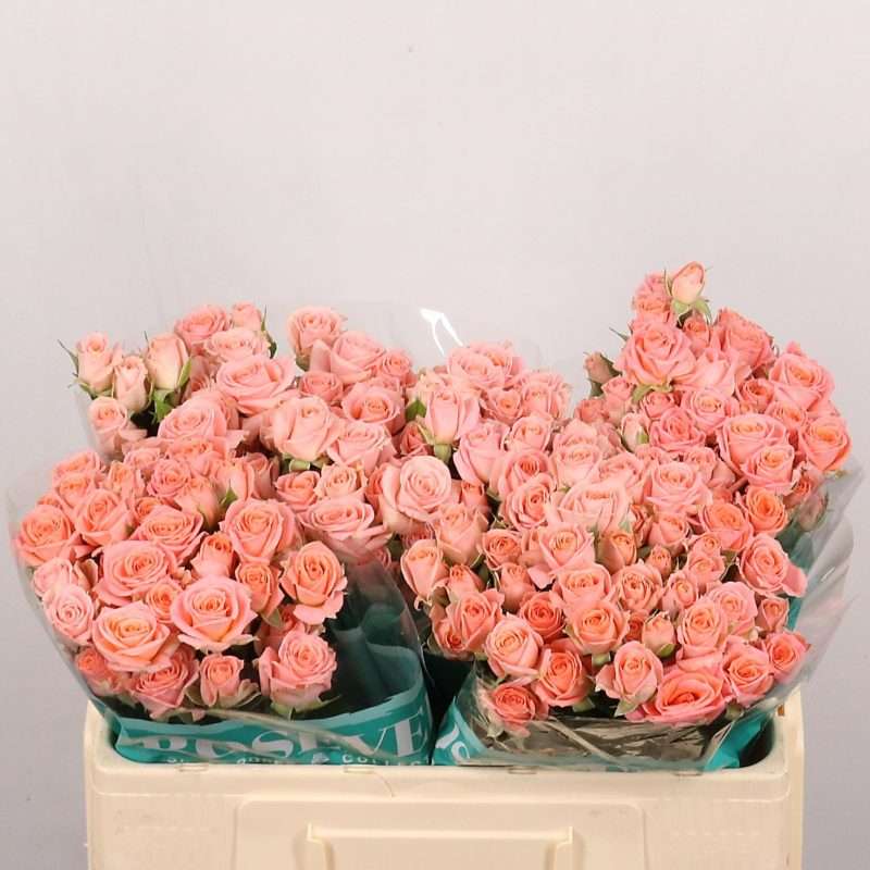 Korall Spray Rózsa (Elegant Rosever) 50cm