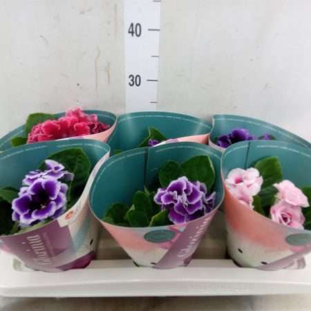 Sinningia Speciosa- Gloxinia (Brocade Mix) 12/20cm