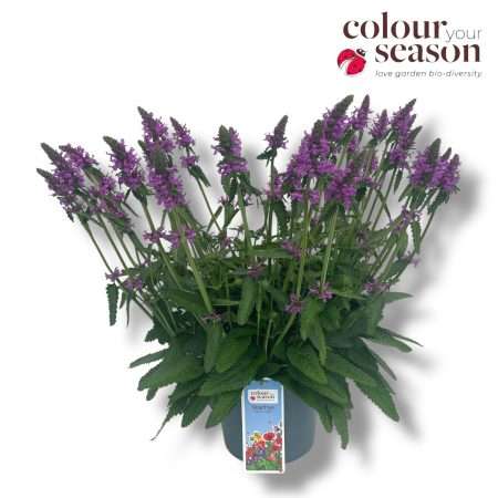 Stachys - Tisztesfű 23/60cm