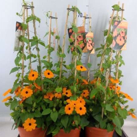 Thunbergia alata- Szárnyas feketeszem 17/70cm