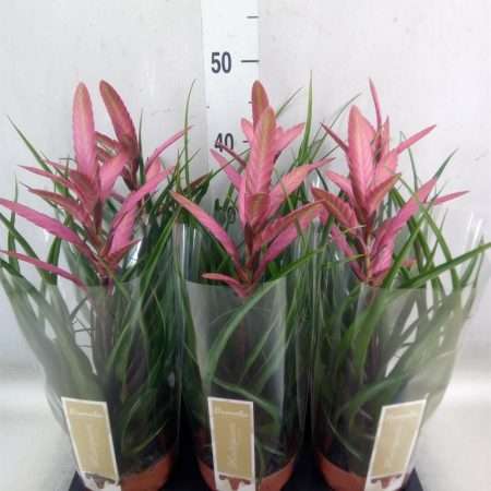 Tillandsia Cyanea- Szakállbromélia (Deur Promo)12/45cm