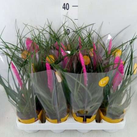 Tillandsia Cyanea- Szakállbromélia (Vincent) 9/30cm