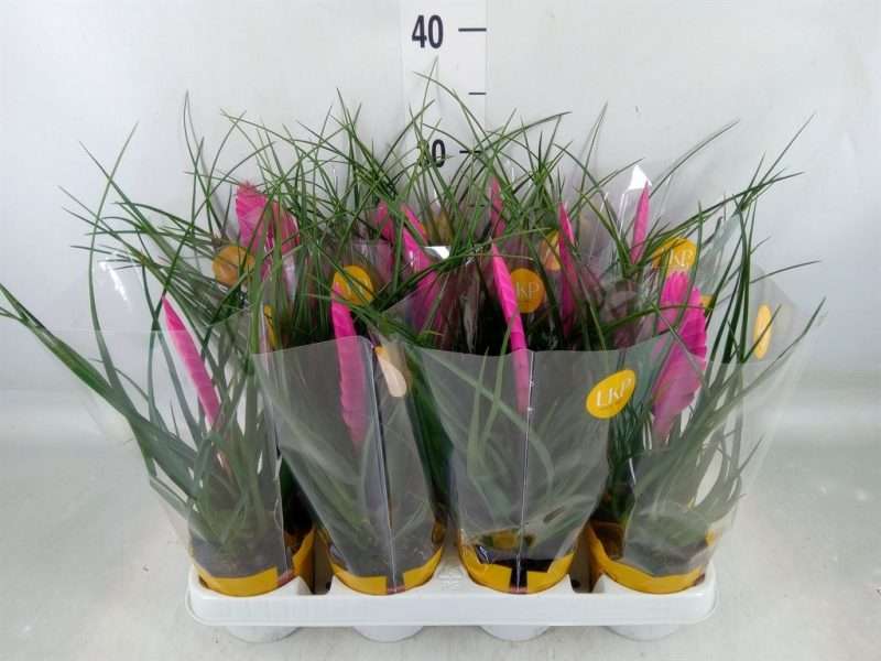 Tillandsia Cyanea- Szakállbromélia (Vincent) 9/30cm