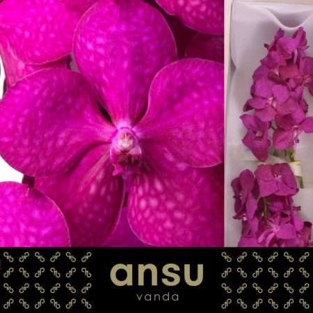 Vanda (Tayanee Cerise Pink) 20cm