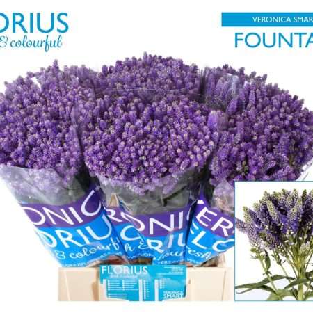 Veronica (Smart Fountain) 50cm