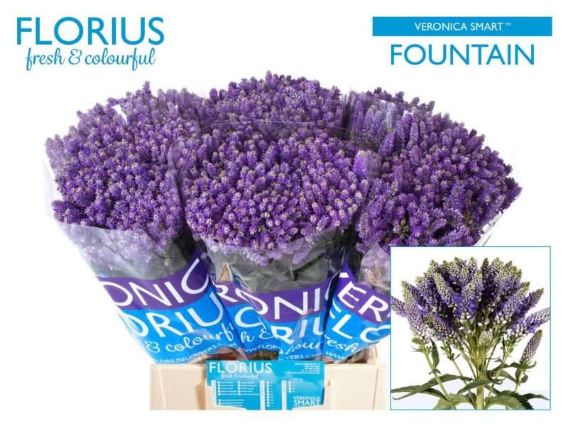 Veronica (Smart Fountain) 50cm