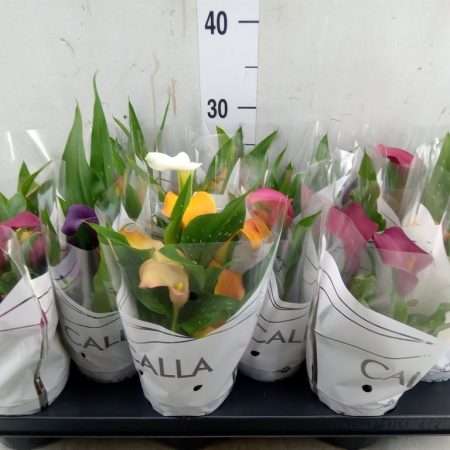 Zantedeschia- Kála (Colour Mix) 10,5/28cm