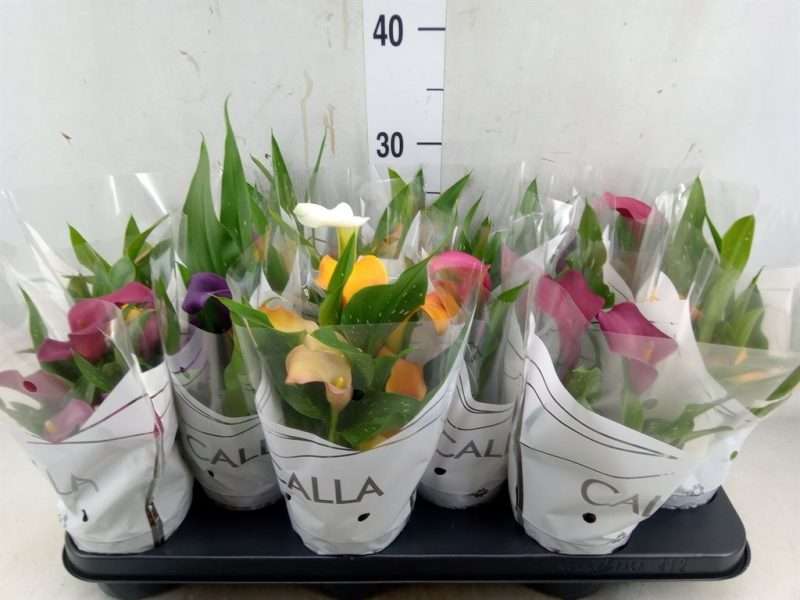 Zantedeschia- Kála (Colour Mix) 10,5/28cm