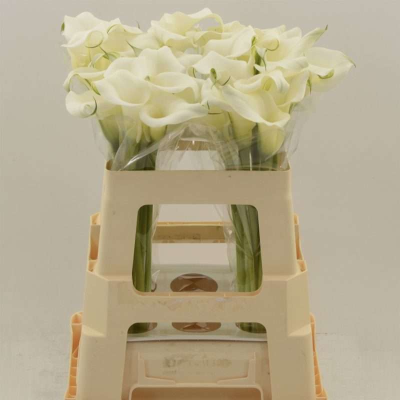 Fehér Kála-Zantedeschia (Crystal Clear) 55cm