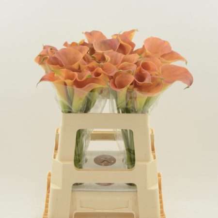 Narancs Kála- Zantedeschia (Sunset Passion) 45cm