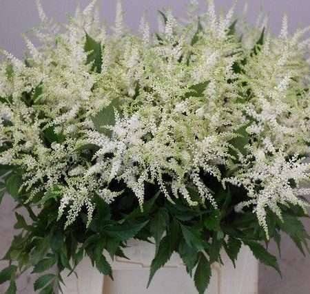 Astilbe- Kerti Tollbuga (Whasingthon) 50cm