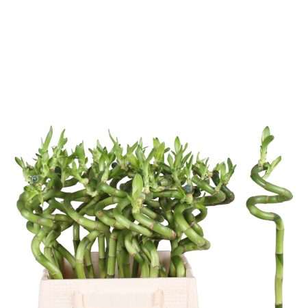 Dracaena Lucky Bamboo- Szerencsebambusz 40cm