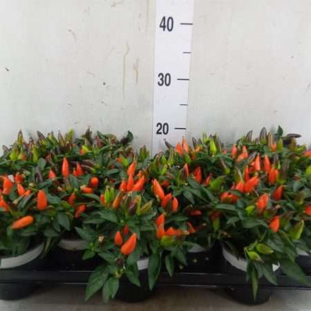 Capsicum Annuum- Díszpaprika (Favorit HupHup) 10,5/25cm