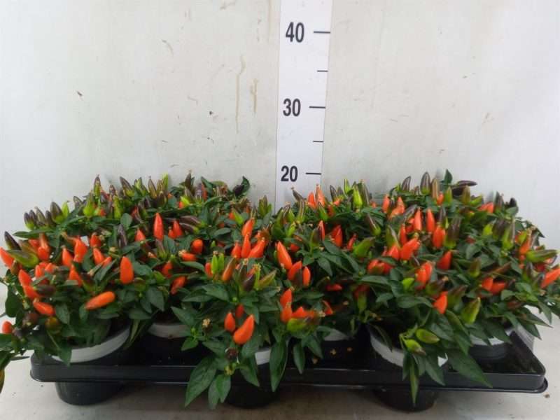 Capsicum Annuum- Díszpaprika (Favorit HupHup) 10,5/25cm