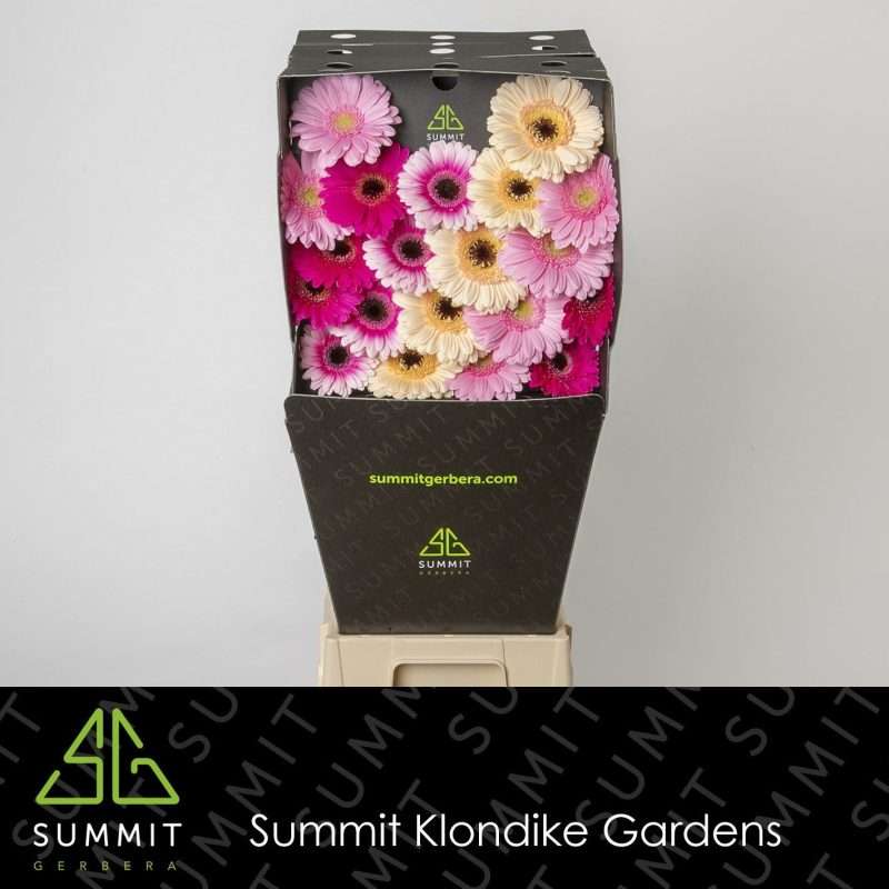 Gerbera (Mini Diag Mix) 50cm