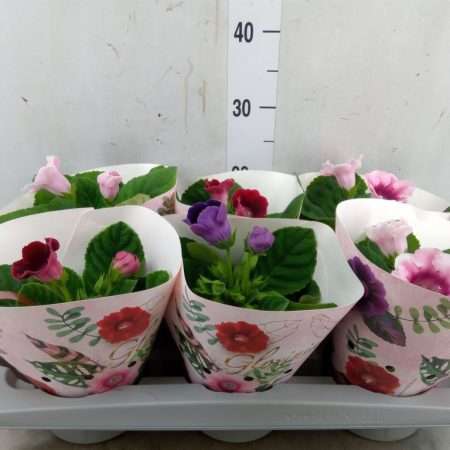 Sinningia Speciosa- Gloxinia (Mix) 12/25cm