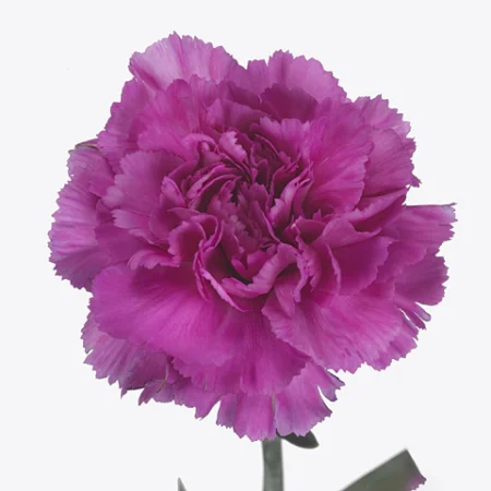 Pink Szegfű (COL Happy Gemma) 65cm