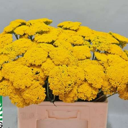 Achillea Filipendulina- Jószagú cickafark (Parkers Variet) 50cm