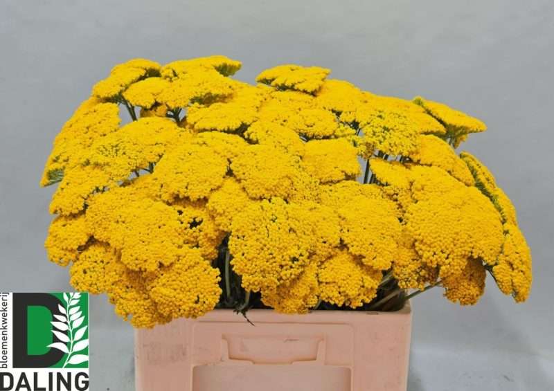 Achillea Filipendulina- Jószagú cickafark (Parkers Variet) 50cm