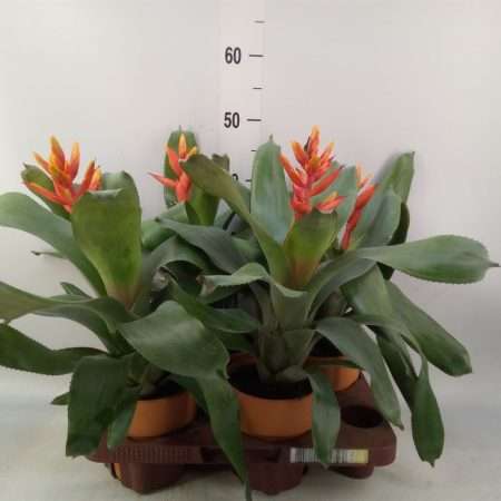 Aechmea Fasciata (Pepita Elegant Flames) 12/50cm