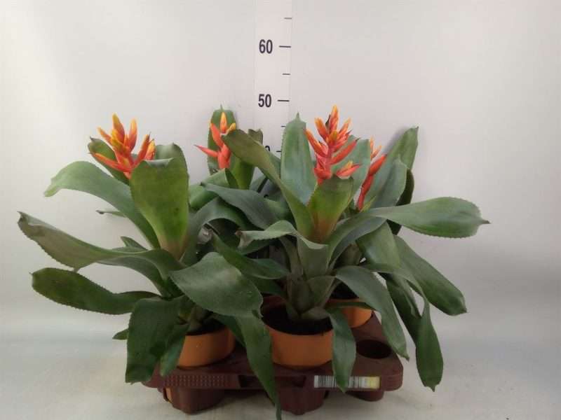 Aechmea Fasciata (Pepita Elegant Flames) 12/50cm