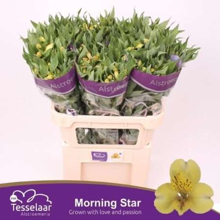 Alstroemeria (Morning Star)- Citromsárga 75cm