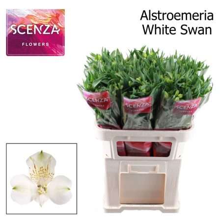 Alstroemeria (White Swan)- Fehér 75cm