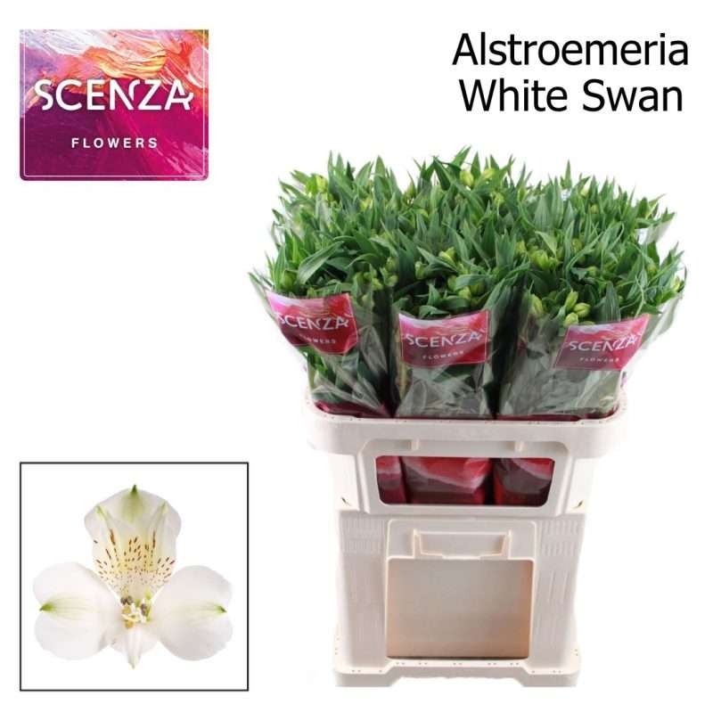 Alstroemeria (White Swan)- Fehér 75cm