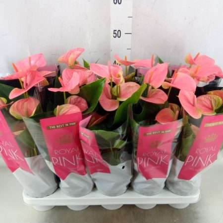 Anthurium- Flamingóvirág (Sweet Dream) 12/45cm