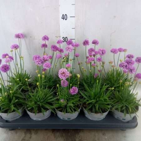 Armeria pseud.-Széleslevelű Pázsitszegfű-Rózsaszín 12/15cm