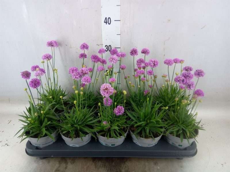 Armeria pseud.-Széleslevelű Pázsitszegfű-Rózsaszín 12/15cm