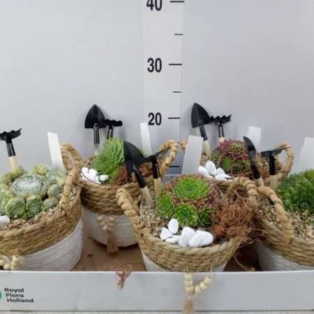 Arrangements Sempervivum- Kövirózsa 15cm