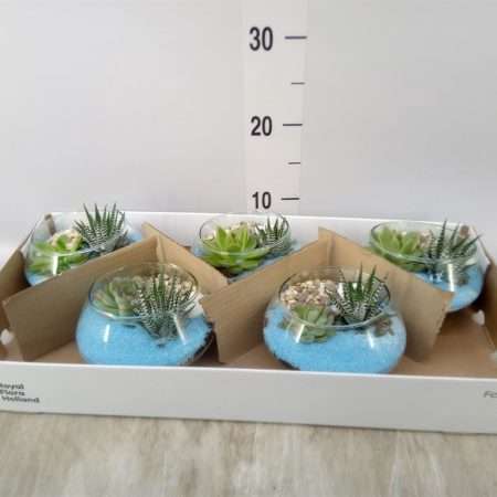 Arrangements (Maritime Kék) 15cm