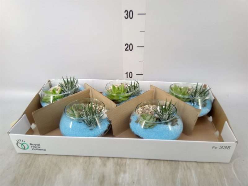 Arrangements (Maritime Kék) 15cm