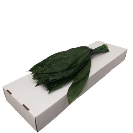 Aspidistra Ventium 70 cm