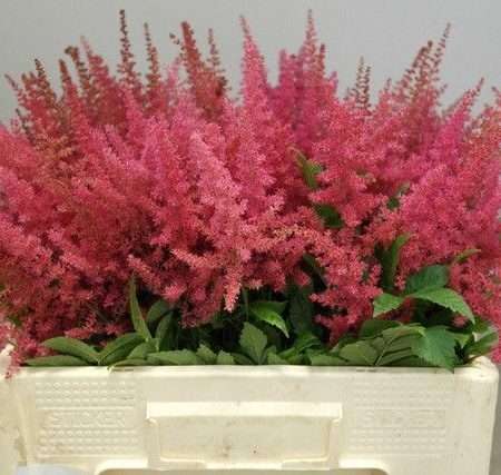 Pink Astilbe- Kerti Tollbuga (Else Schluck) 55cm