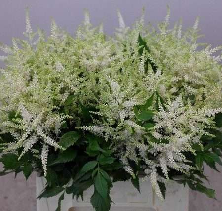Astilbe- Kerti Tollbuga (Whasingthon) 45cm