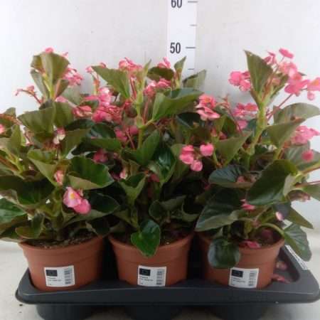 Begonia (Big Rose-Bronze Leaf) 17/45cm