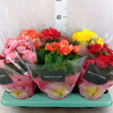 Begonia (DU Mix) 14/32cm