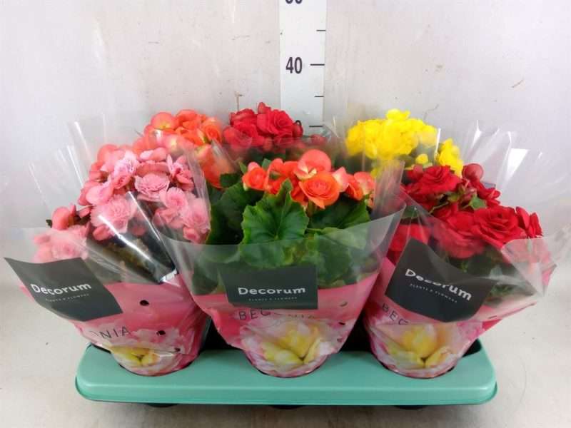 Begonia (DU Mix) 14/32cm