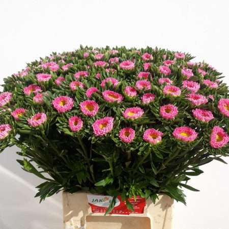 Chinese Callistephus -Kínai Őszirózsa (Matsu Pink) 45cm