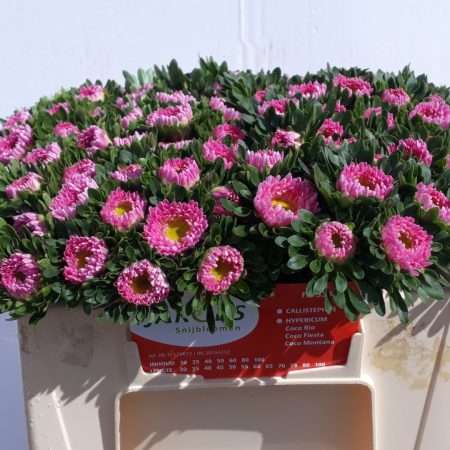 Chinese Aster-Kínai Őszirózsa (Matsu Pink) 33cm