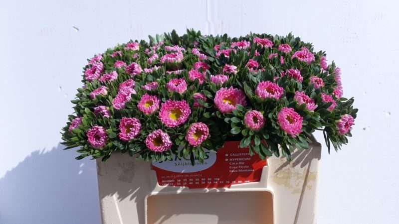 Chinese Aster-Kínai Őszirózsa (Matsu Pink) 33cm